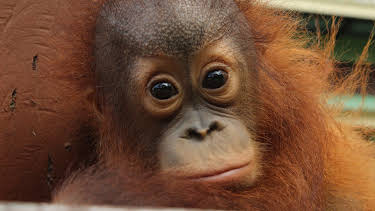 13:05: Meet The Orangutans (S1 E1) (S1) | Animal Planet | 9/22 2026