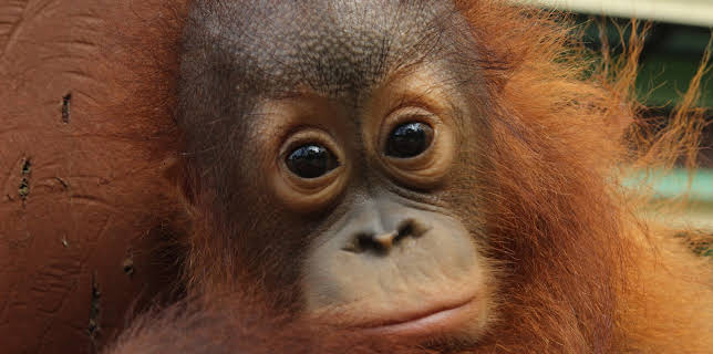 01:53: Meet The Orangutans (S1 E1) (S1) | Animal Planet | 11/9 2025