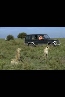 05:20: Guerras felinas: leones contra guepardos | Nat Geo Wild | 2/3 2026