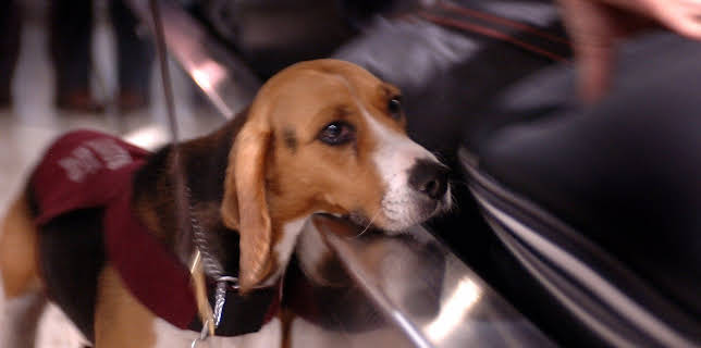 11:45: Border Patrol Australia | ProSieben Maxx | 12/15 2025