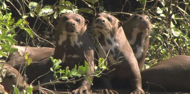 8:55 PM: Natural World | BBC Four | 3/4 2026