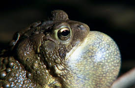 Splash and Bubbles: Get Your Feet Wet, Season 1: The Seasonal Pond