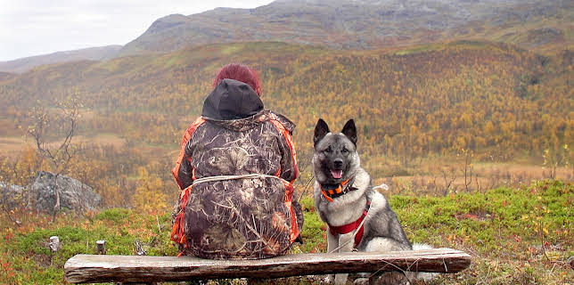 14:30: Elgorado: Elgjakten | NRK 2 | 10/29 2025