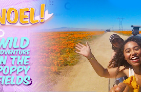 Yippee Stars at Home: Wild Adventure in the Poppy Fields