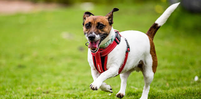 7:55 PM: The Dog House | More 4 | 1/8 2026