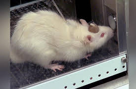 The Neuroscience of Addiction: Drugs in the Brain