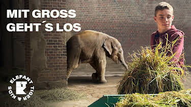 06:20: Elefant, Tiger & Kids | Das Erste | 8/15 2026
