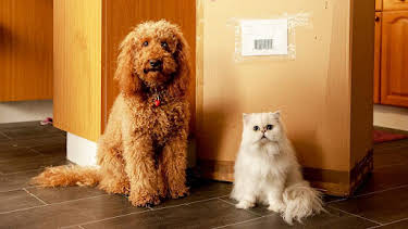 5:20 PM: Waffle the Wonder Dog (S4) | Cbeebies | 4/8 2026