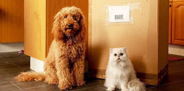 2:40 PM: Waffle the Wonder Dog (S4) | Cbeebies | 12/8 2025