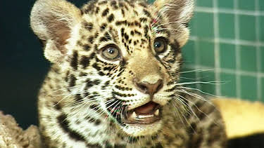 02:20: Panda, Gorilla & Co. (116) | RBB Fernsehen | 4/23 2026