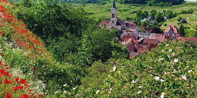 03:15: Wildes Deutschland: Der Kaiserstuhl | BR Fernsehen | 6/11 2025