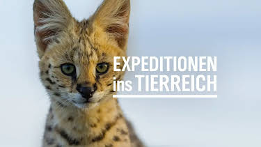 21:00: Expeditionen ins Tierreich | Radio Bremen | 4/8 2026