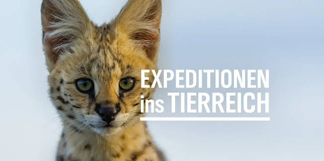 Die kleinen Giganten des Nordens