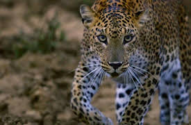 The Secret Lives Of Big Cats: The Secret Lives Of Leopards