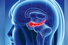 The Learning Brain: The Neural Basis of Explicit Learning