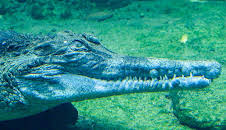 Elefant, Tiger & Co. (263)