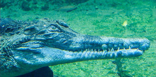 14:25: Elefant, Tiger & Co. (263) | MDR Fernsehen | 3/2 2026