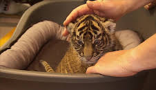 Giraffe, Erdmännchen & Co.