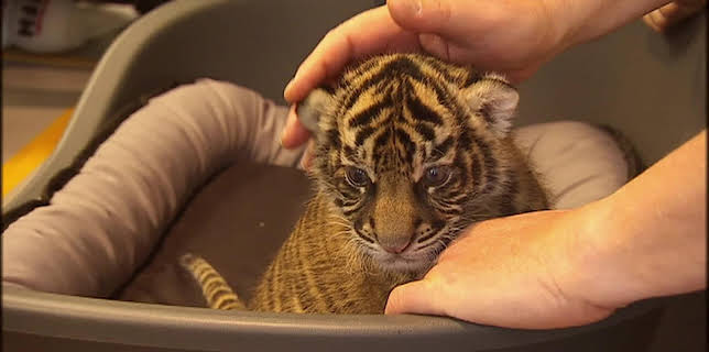 06:00: Giraffe, Erdmännchen & Co. | HR Fernsehen | 1/28 2026