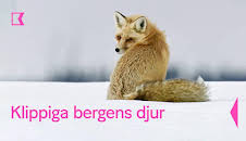 Klippiga bergens djur