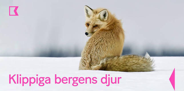 20:05: Klippiga bergens djur | Kunskapskanalen | 1/6 2026