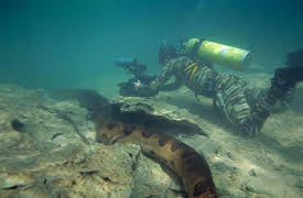 Secret Brazil Wild Pantanal: Uncut