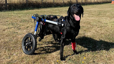 7:00 PM: The Supervet: Noel Fitzpatrick (S8 E6) (S8) | W | 4/3 2026