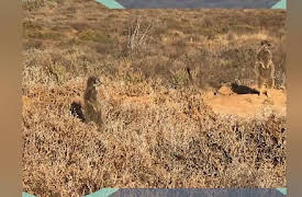 Hooray Hippo: Discover Meerkats in Africa