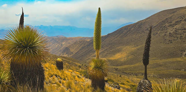 20:15: Oasen: Inseln des Lebens | Arte | 12/11 2025