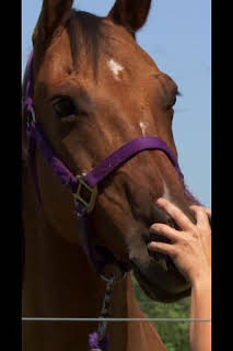 21:45: El increíble doctor Pol: Un año más | Nat Geo Wild | 4/3 2026