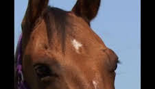 El increíble doctor Pol: Un año más