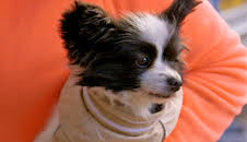 Der Super-Doc - Einsatz für 4 Pfoten