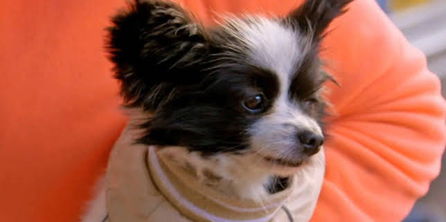 17:15: Der Super-Doc - Einsatz für 4 Pfoten | Sixx | 12/7 2025