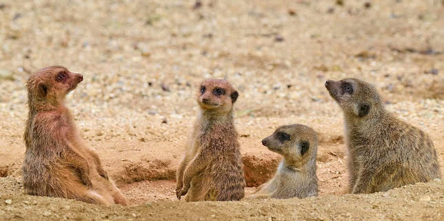 02:20: Elefant, Tiger & Co. (528) | MDR Fernsehen | 2/6 2026