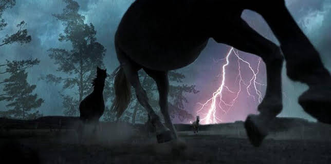 17:15: Erlebnis Erde: Der Sturm - Tiere bei Blitz und Donner | WDR Fernsehen | 11/2 2025