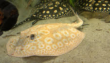 Leopard, Seebär & Co. (181)