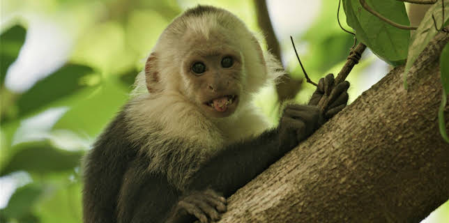 11:50: Abenteuer Wildnis | BR Fernsehen | 1/27 2026