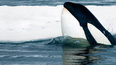 6:15 PM: Expedition Killer Whale | BBC Two | 6/14 2026