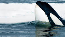 Expedition Killer Whale