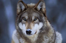 National Geographic Masters of Photography: Make a Difference (Wildlife)