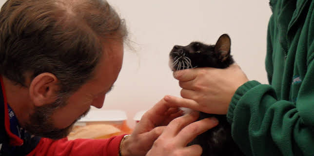 00:00: Animal ER (S1 E1) (S1) | Animal Planet | 11/10 2025