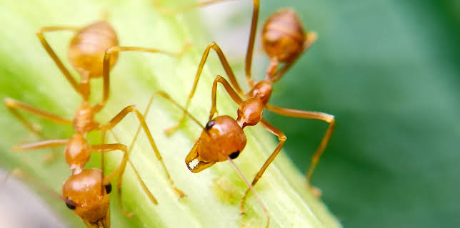 19:30: Dyrenes utrolige evner (S1 E38) (S1) | Animal Planet | 1/10 2026