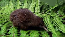 Dyrenes utrolige evner (S1 E16)