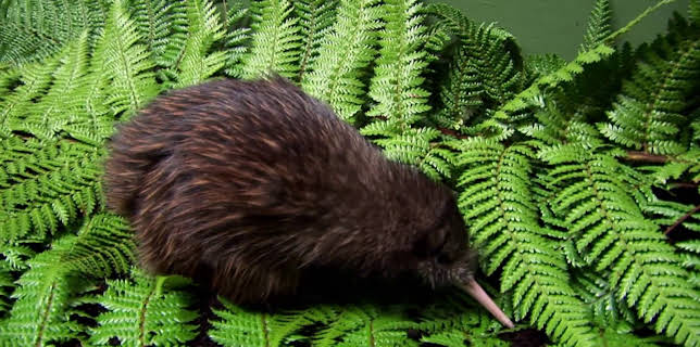 13:05: Dyrenes utrolige evner (S1 E16) (S1) | Animal Planet | 11/4 2025