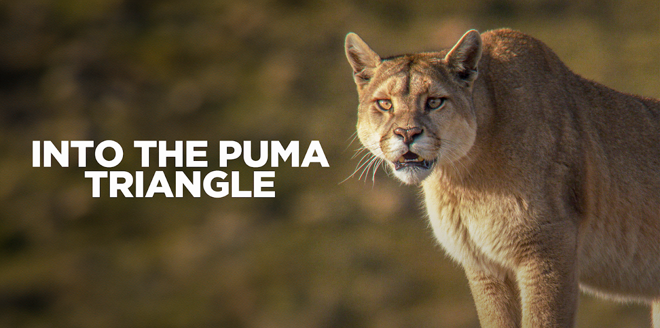 Into the Puma Triangle (2020)