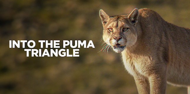 Into the Puma Triangle (2020)