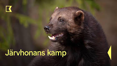 23:30: Järvhonans kamp | Kunskapskanalen | 8/1 2025