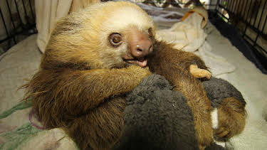 01:30: Meet The Sloths (S1 E1) (S1) | Animal Planet | 4/5 2026