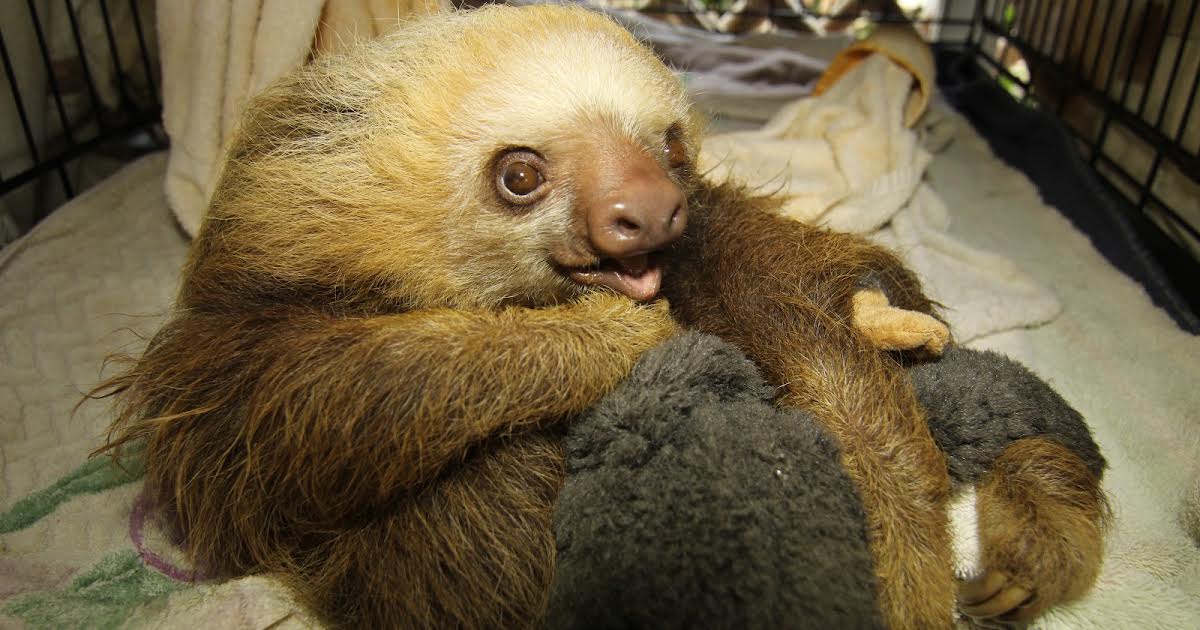 5/4 01:30 | Meet The Sloths på Animal Planet