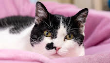 Tiere suchen ein Zuhause